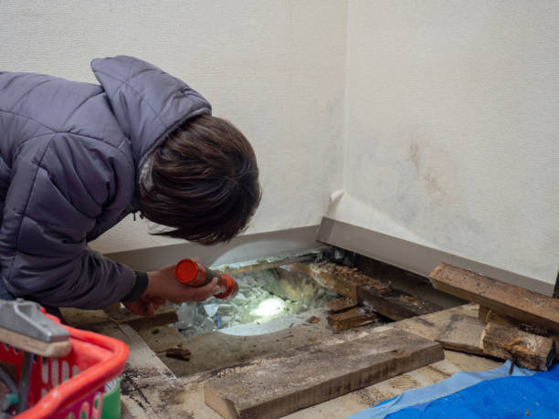 Reliable Leisure Knoll, NJ Mold Removal Solutions
