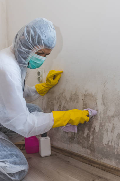 Best Real Estate Mold Inspection  in Leisure Knoll, NJ